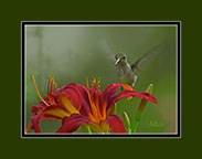 Hummingbird Immature
